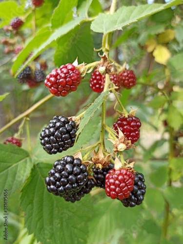 Blackberry growing on bush in garden. Ripe blackberries on branch