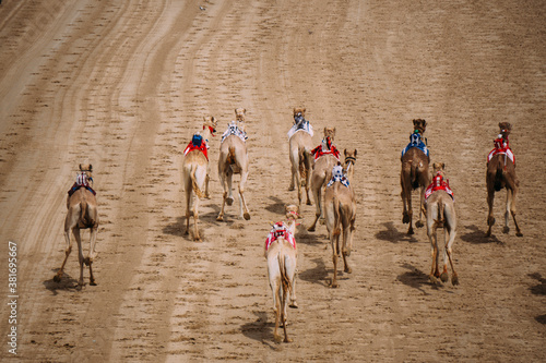 camel race in the dubai desert © Nicolas
