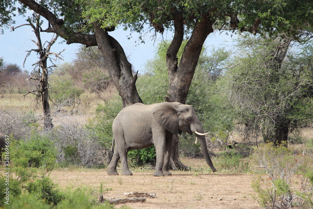 Fototapeta premium Photo Taken in Kruger National Park