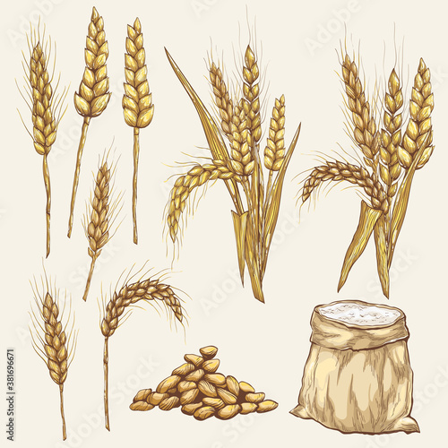 Vector hand drawn wheat ears Drawing of bunch of grain ears. Cereal illustration in vintage style. wheat grain,granule, kernel,corn,rye,barley,oats,pic,buckwheat,grass,bran