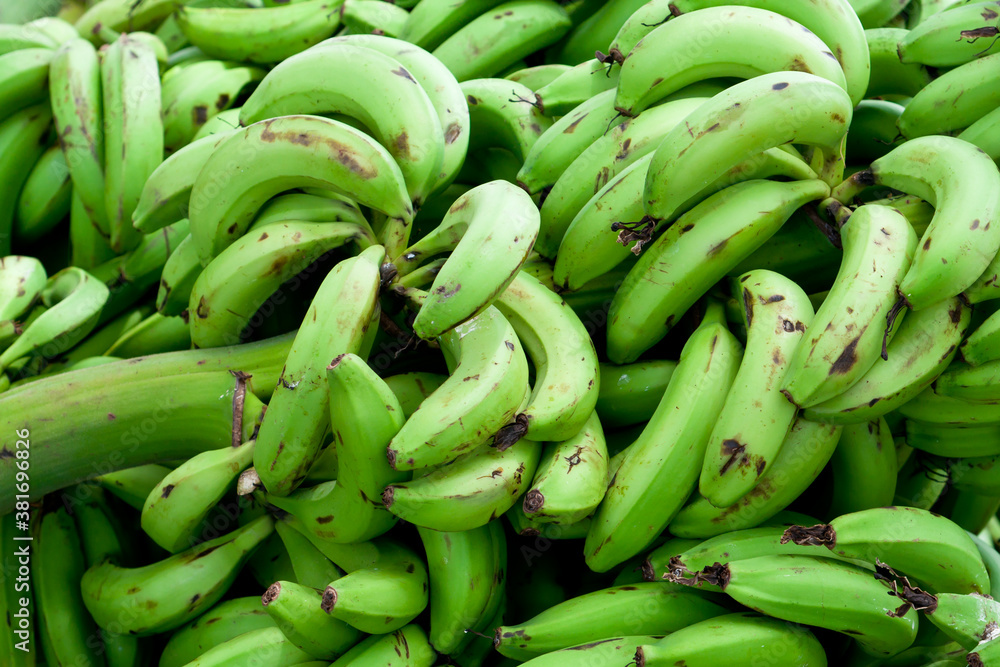 Bunch of green banana organic unripe raw Robusta banana, edible fruit in Kerala South India. Many Cavendish bananas going to ripe freshly cut from home garden farm. Bunch of green banana organic unripe raw Robusta banana, edible fruit in Kerala South India. Many Cavendish bananas going to ripe freshly cut from home garden farm.