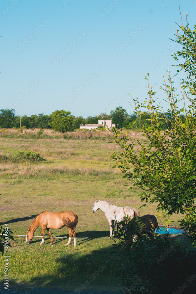 Obraz premium Animales/Insectos