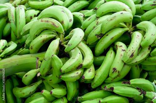 Bunch of green banana organic unripe raw Robusta banana, edible fruit in Kerala South India. Many Cavendish bananas going to ripe freshly cut from home garden farm.