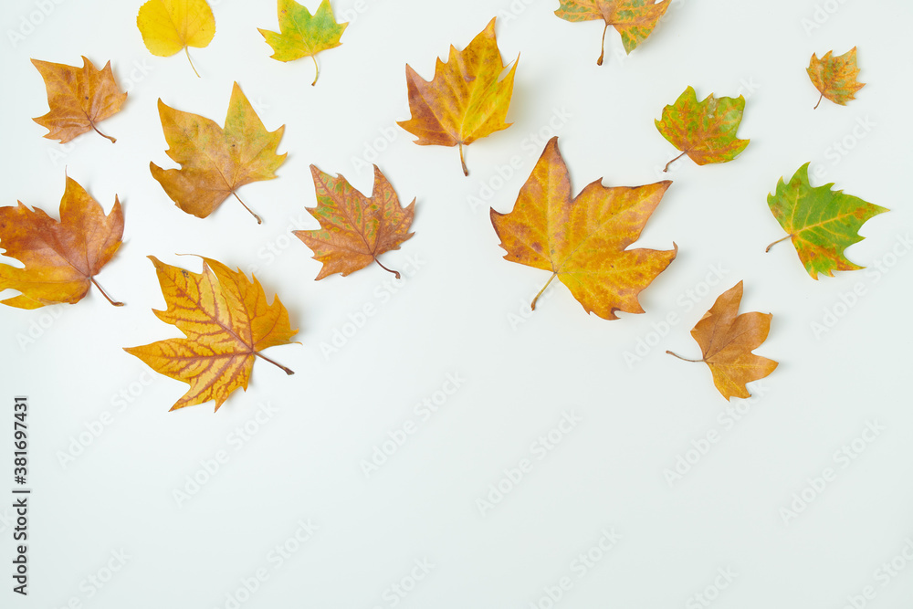 Fototapeta premium autumn flat lay with leaves on white