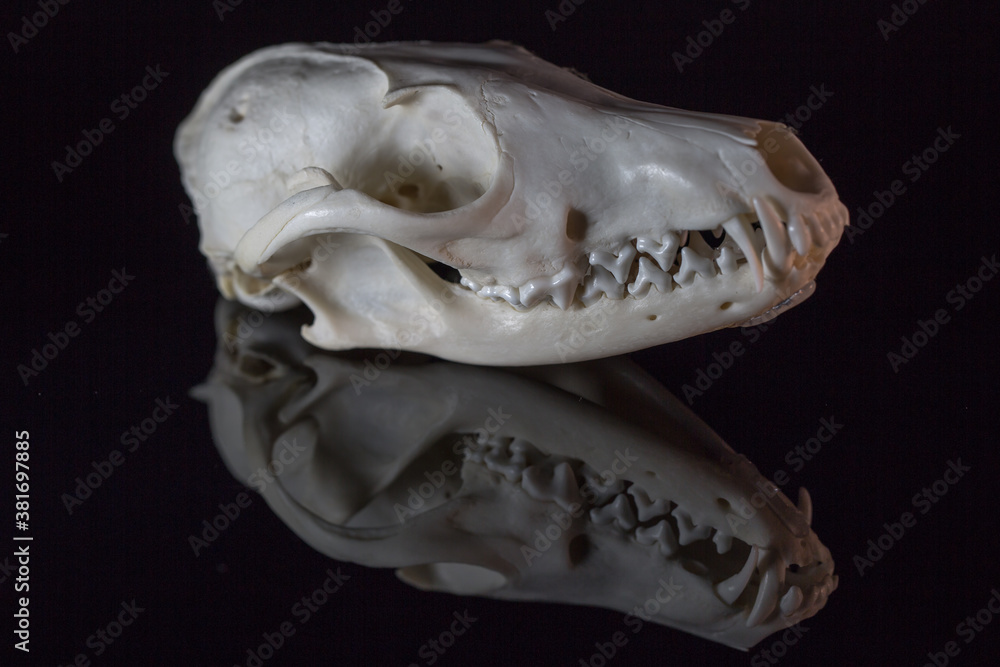 Fuchsschädel Skelett mit Spiegelung.