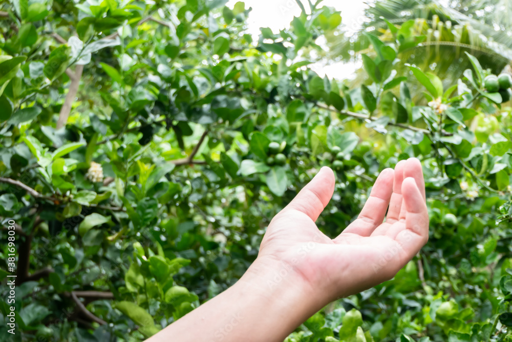 Hand showing raised gesture with blurred lemon garden background Hand showing raised gesture with blurred lemon garden background
