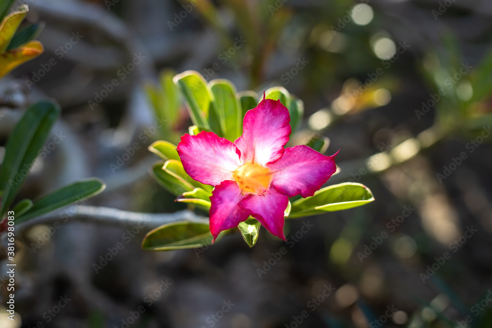 Close up of Adenium obesum. Blooming pink desert rose. Japanese frangipani flower. Flowers blossom. Nature background. Bali, Indonesia Close up of Adenium obesum. Blooming pink desert rose. Japanese frangipani flower. Flowers blossom. Nature background. Bali, Indonesia