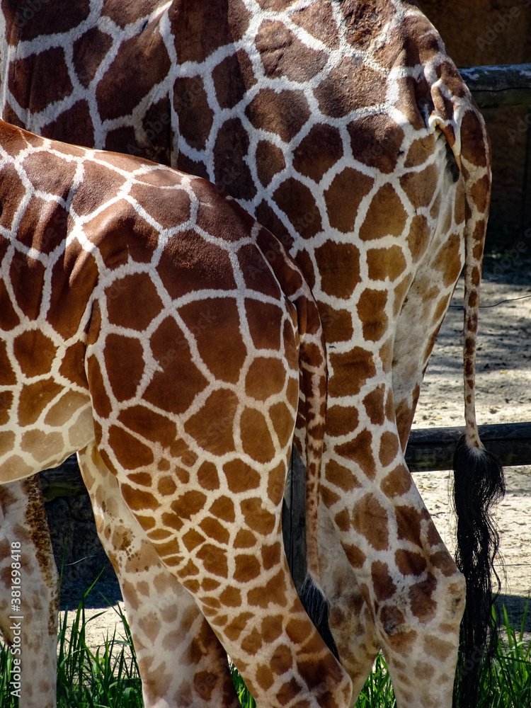 Obraz premium graffies in Japan