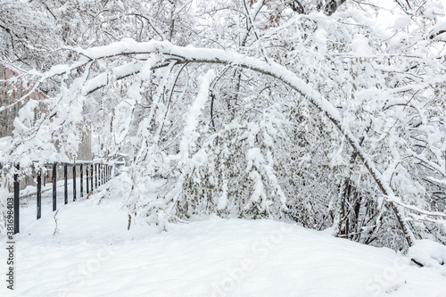 tree and branches bending under the weight of thick snow