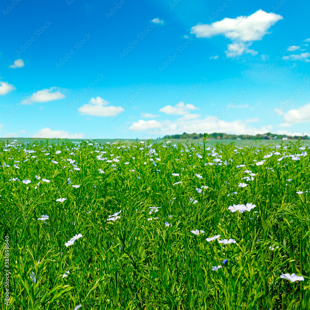 Fields with flowering flax and blue sky. Fields with flowering flax and blue sky.