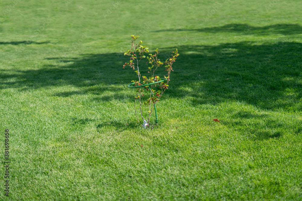 small young sprout of the new tree, growing plants in the public park small young sprout of the new tree, growing plants in the public park