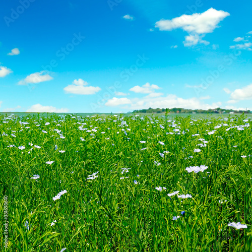 Fields with flowering flax and blue sky.