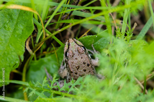 Żaba trawna Rana temporaria odpoczywa w zielonej trawie na łące