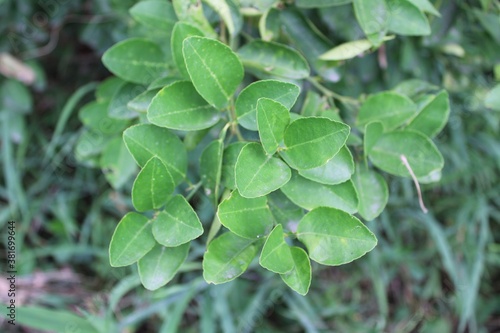 close up of lemon tree leaves