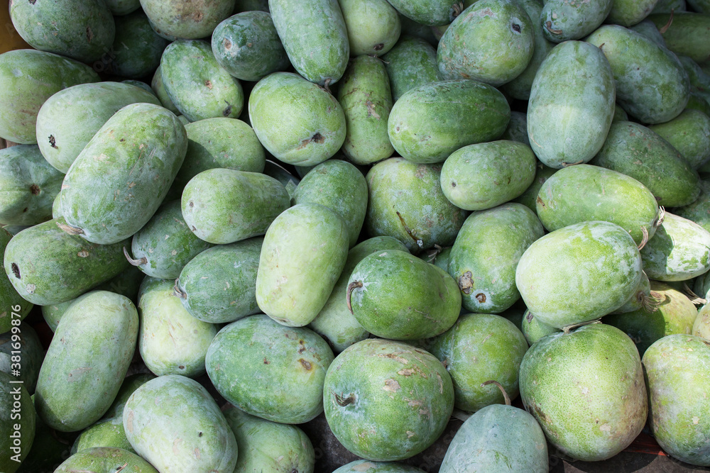 Many organic raw Ash gourd, White Gourd, white pumpkin, winter melon.  Kumbalanga fruit from Kerala India Photos | Adobe Stock