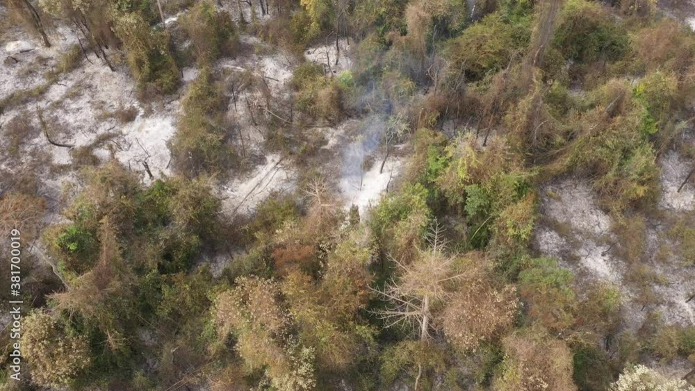 Burnt Forest area in São Paulo State, Brazil Burnt Forest area in São Paulo State, Brazil