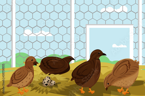 Vector illustration of quails inside the coop with chain-link fence