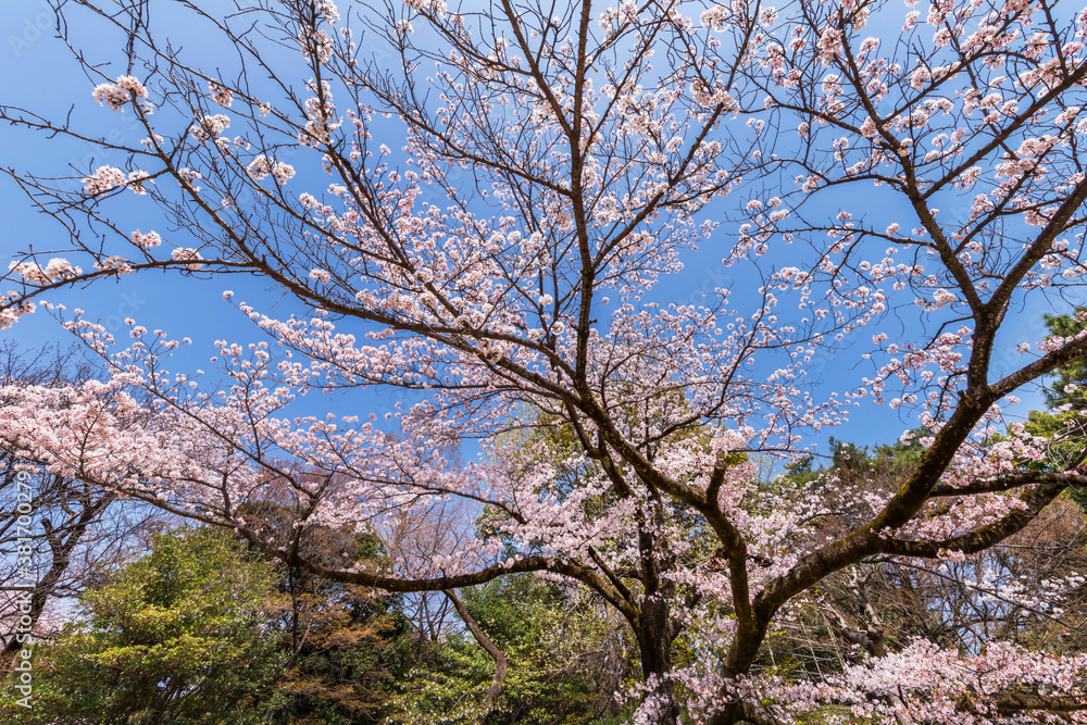 桜咲く哲学堂公園の風景