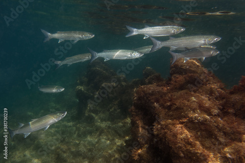 Golden mullet  Chelon auratus  in Mediterranean Sea