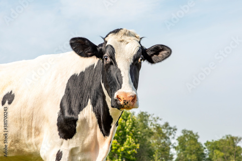 Head of a funny cow, looking surprised and friendly , black and white, blue background with copy space © Clara