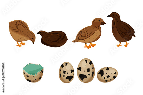 Vector illustration of four different quails and quail eggs