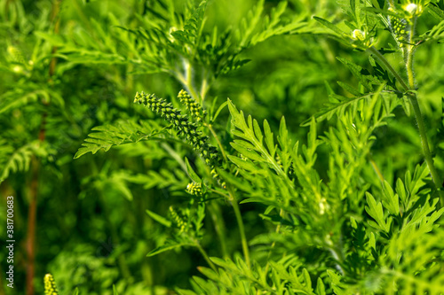 Ambrosia bushes. Ambrosia artemisiifolia causes allergies in summer and autumn. Ambrosia is dangerous weed. Its pollen causes severe mouth allergies during flowering