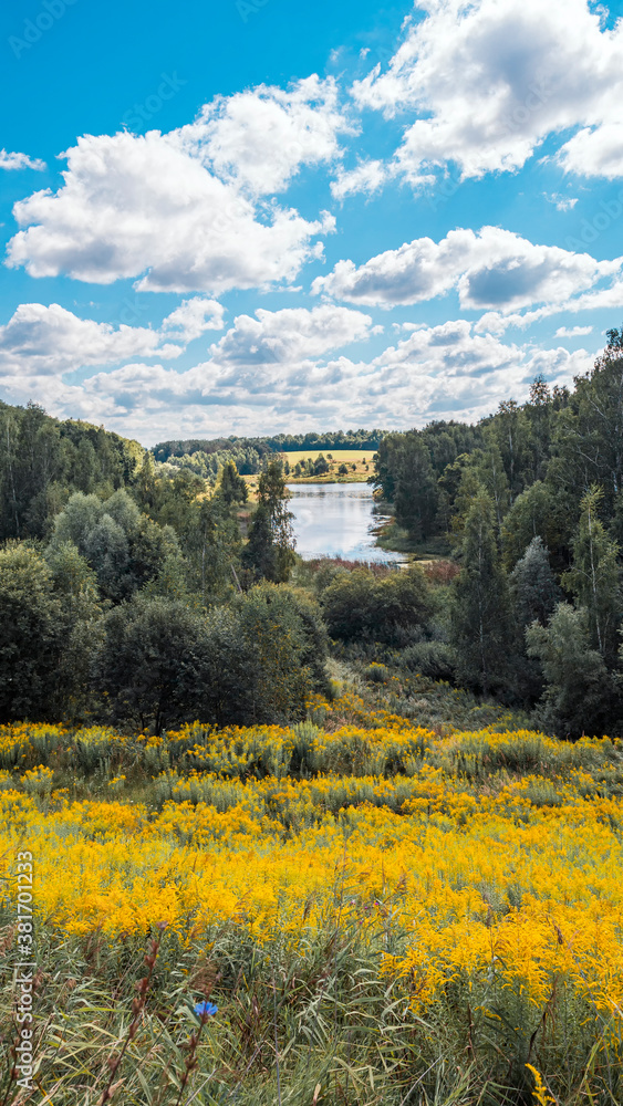Solidago canadensis flowers in bright yellow on the slope of the ravine in autumn, mixed forest, pond and field in the distance. Russian natural landscape, vertical image. 