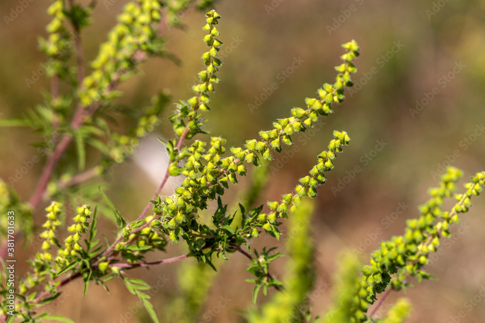 Artemisia ragweed causes autumn allergies. It is also called annual ragweed, bitter algae, black grass, carrot weed, hay fever, stutter, castor oil plant, tassel weed, and American wormwood Artemisia ragweed causes autumn allergies. It is also called annual ragweed, bitter algae, black grass, carrot weed, hay fever, stutter, castor oil plant, tassel weed, and American wormwood