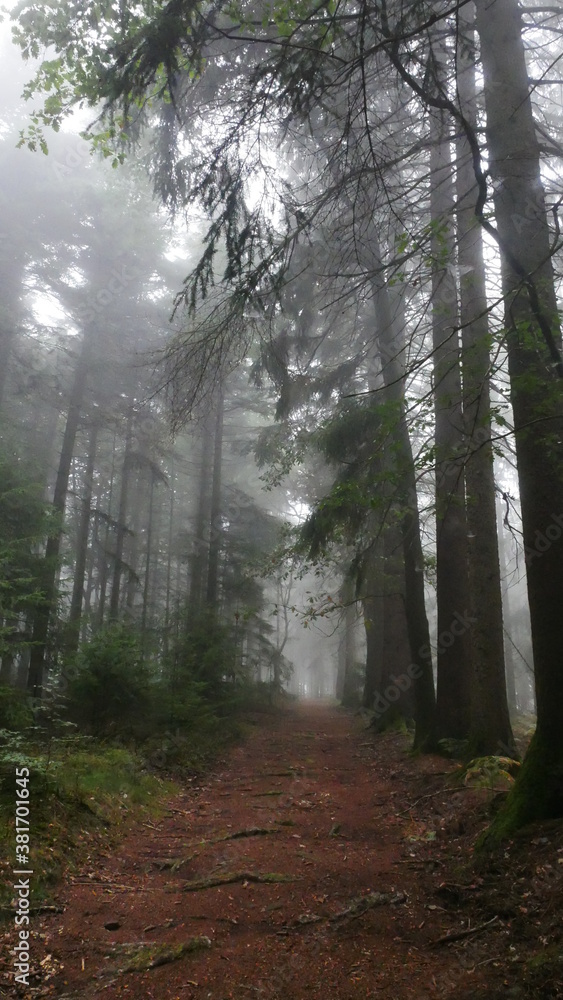 Naklejka premium Nebel und Herbst Stimmung im Wald 1