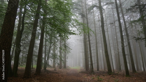 Nebel und Herbst Stimmung im Wald 2