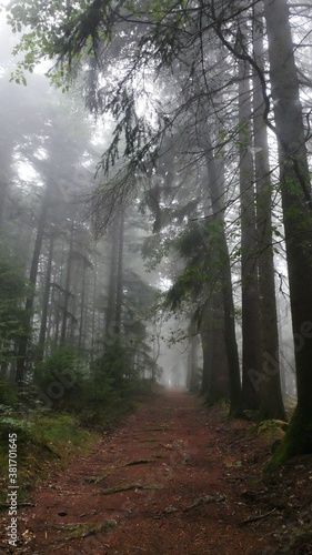 Nebel und Herbst Stimmung im Wald 1