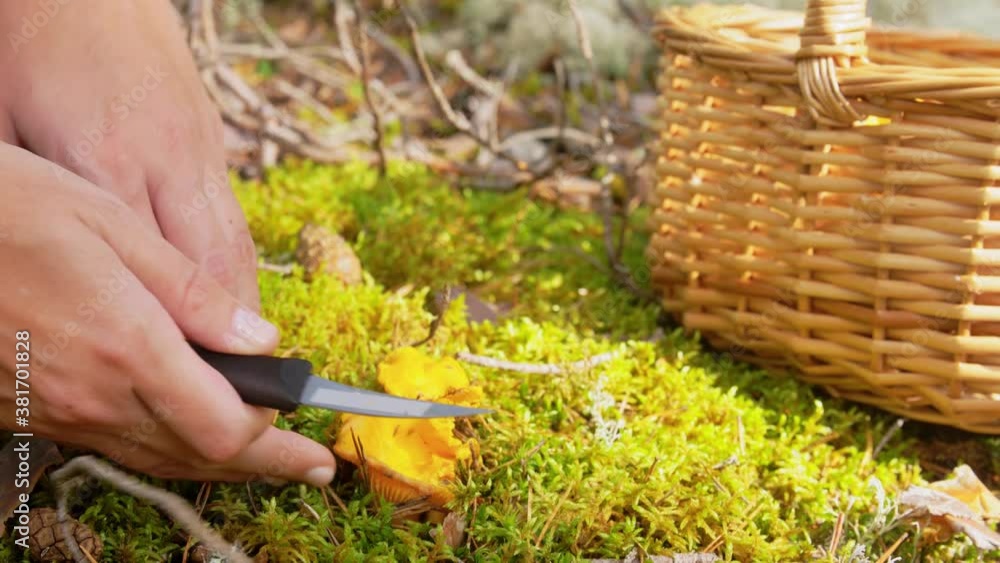 season and leisure people concept - young woman with basket and knife cutting mushroom in autumn forest season and leisure people concept - young woman with basket and knife cutting mushroom in autumn forest