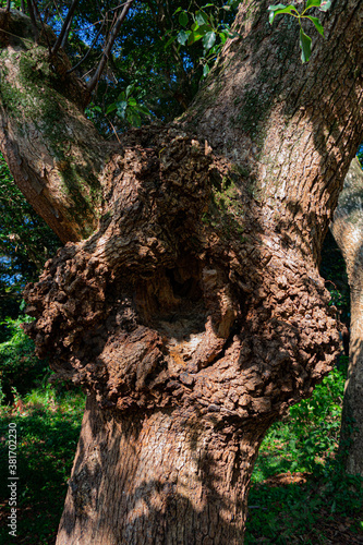 Tree hollow