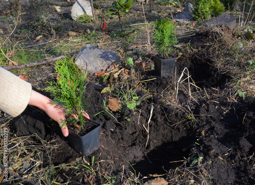 A gardener is planting Thuja occidentalis Smaragd or Emerald Green, American Arborvitae saplings from pots into soil in the flowerbed, backyard of the house in autumn.