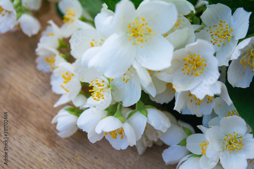 White jasmine flowers, traditional green tea ingredient, aromatherapy flavor © Koxae