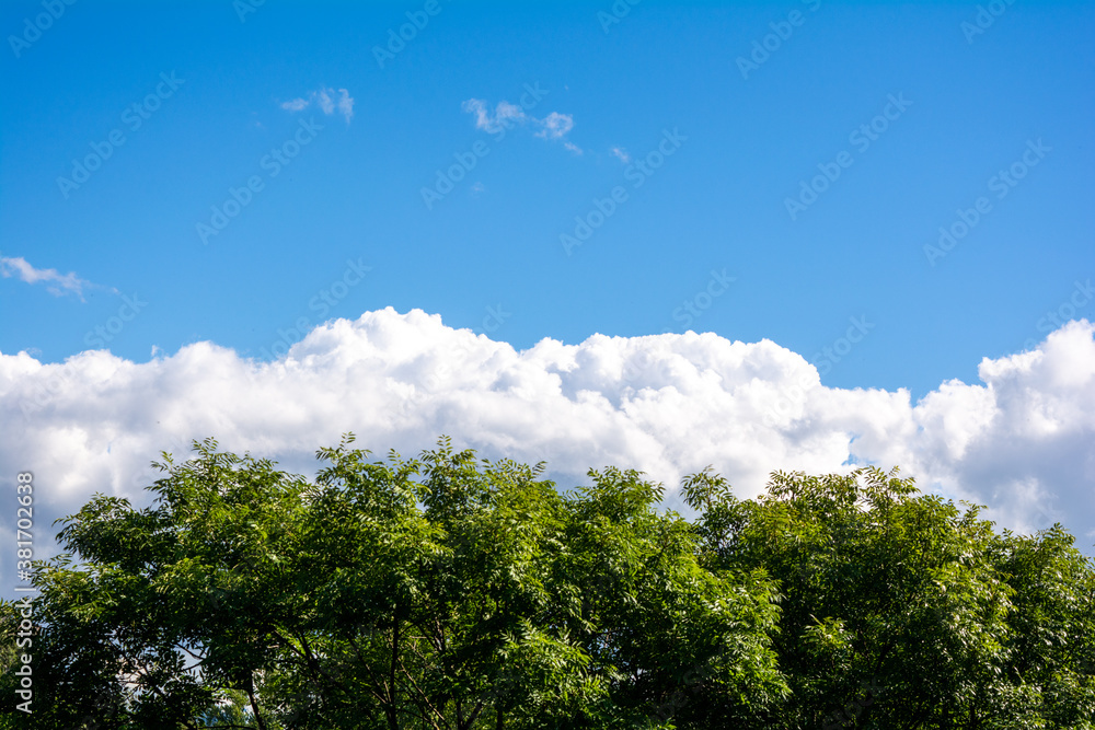 Top of green tree, beautiful blue sky, white clouds on horizon with copy space