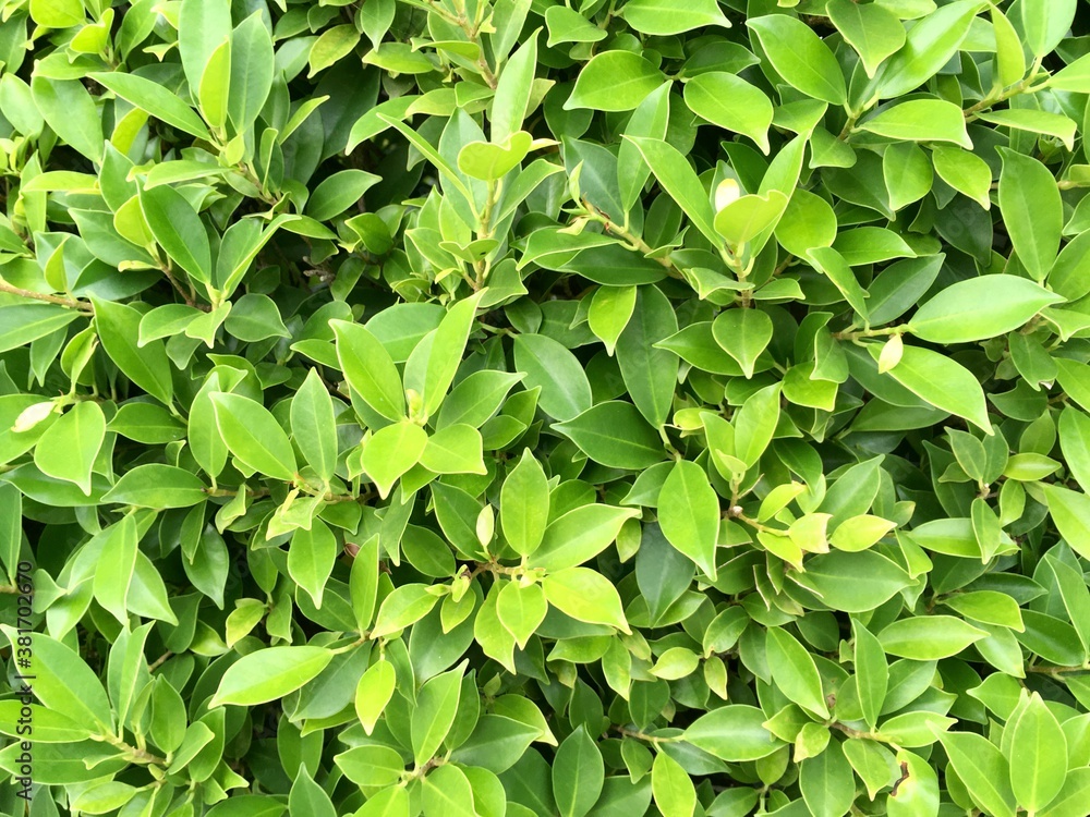 green leaves background green leaves background
