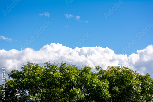 Top of green tree  beautiful blue sky  white clouds on horizon with copy space