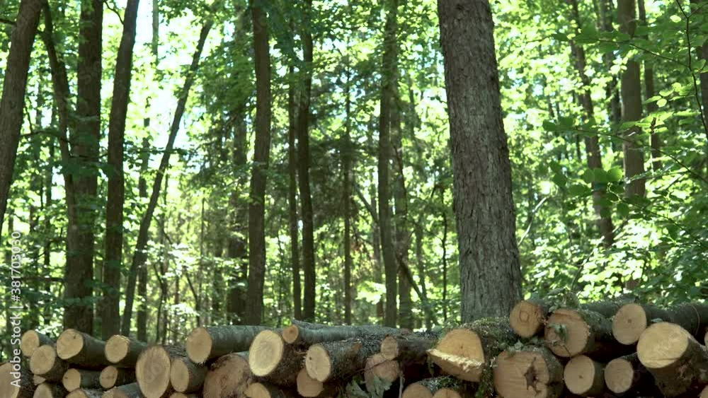 Tilting Up from Logged Cut Down Tree Stumps to Sun Flares Peaking through Forest Tree Tops Tilting Up from Logged Cut Down Tree Stumps to Sun Flares Peaking through Forest Tree Tops