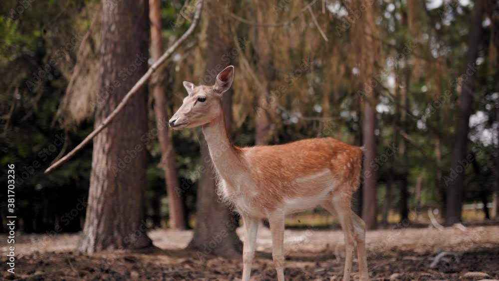 Young deer kid living in forest during sunny day in wilderness.Slow motion close up. Young deer kid living in forest during sunny day in wilderness.Slow motion close up.