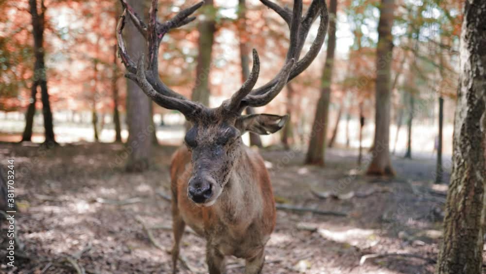 Fearlessly brave male deer in forest posing in front of camera in forest during autumn day.Close up shot.