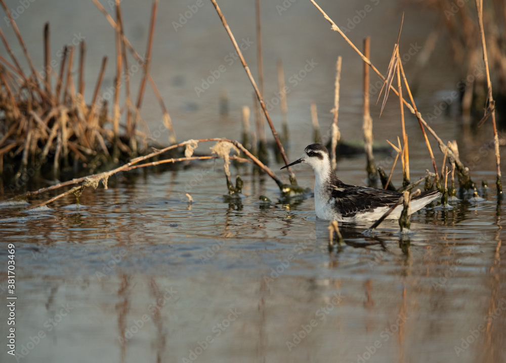 Red-necked phalarope swimming at Asker Marsh, Bahrain Red-necked phalarope swimming at Asker Marsh, Bahrain