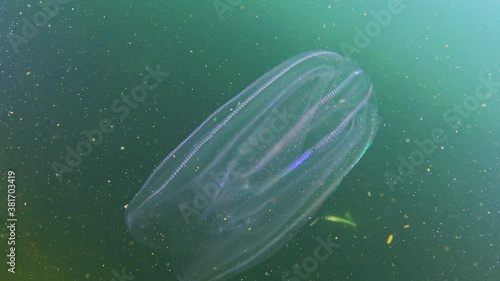 Ctenophores, comb invader to the Black Sea, jellyfish Mnemiopsis leidy. Black Sea photo