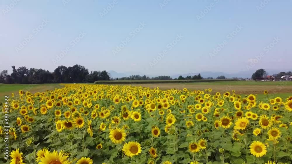 Flowering sunflowers in the field of sunflowers. Aerial flight over. Flowering sunflowers in the field of sunflowers. Aerial flight over.