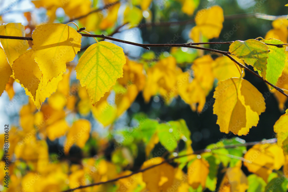 Branches of birch with yellow leaves, beginning of autumn. Autumn nature background Branches of birch with yellow leaves, beginning of autumn. Autumn nature background