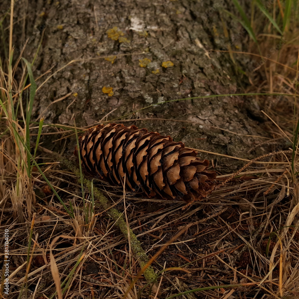 Close-up of a fallen spruce cone against the background of the trunk of a Christmas tree in the natural environment of the forest in the soft light of a cloudy day.
