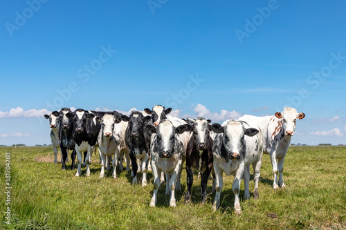 Group of cows together gathering in a field, happy and joyful and a blue cloudy sky, a bunch of Holstein and Belgian Blue heifer in a row next to each other in a green meadow