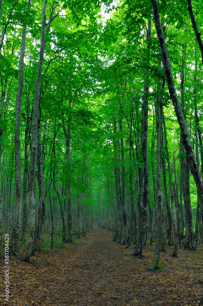 Naklejka premium ブナ林