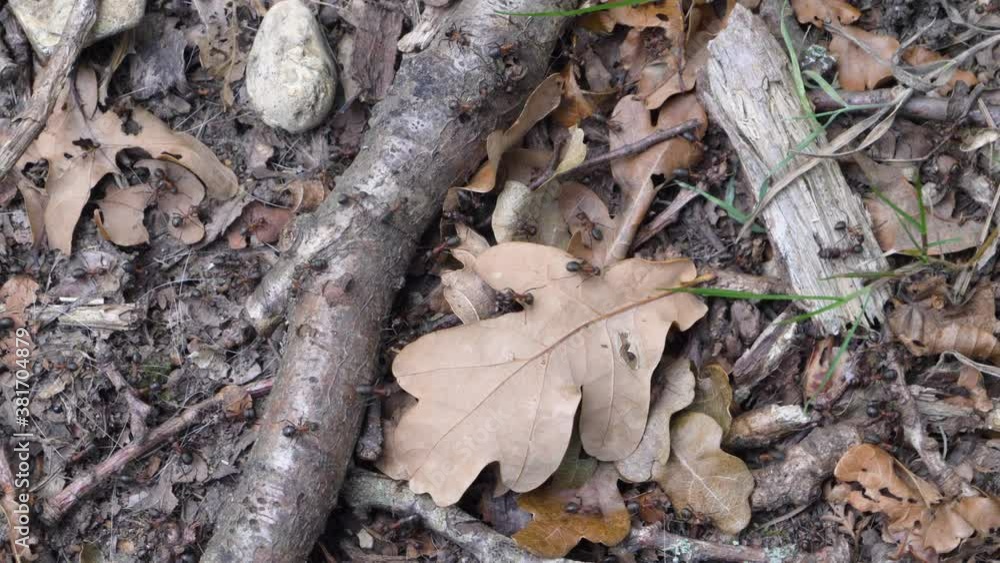 Wood ants crawling over forest floor, static handheld Wood ants crawling over forest floor, static handheld