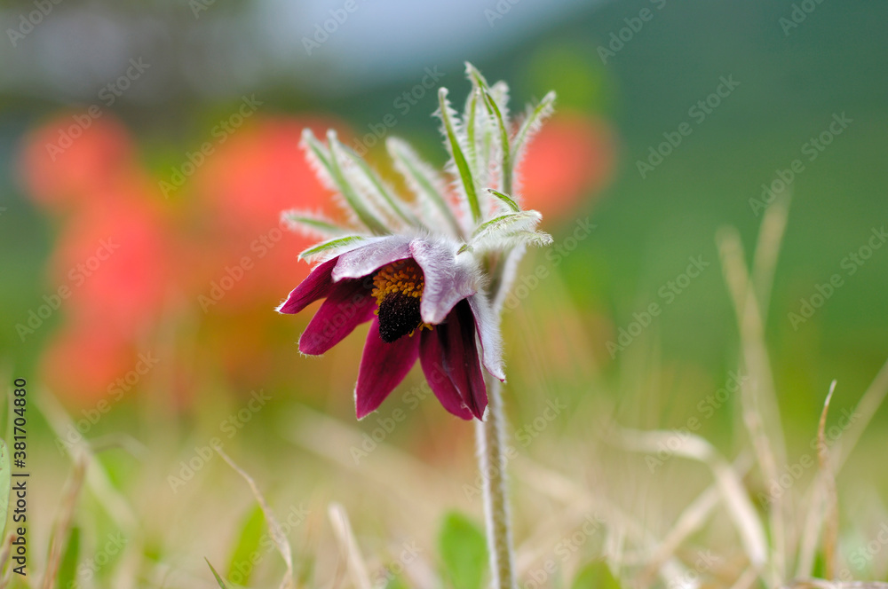 Fototapeta premium オキナグサ